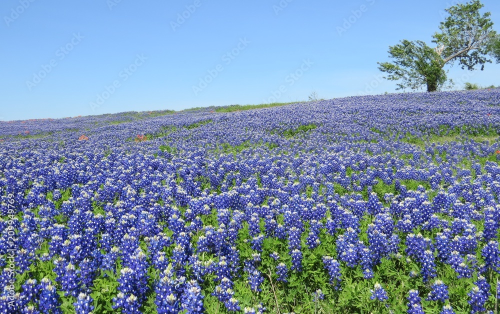 Beautiful field of Texas Bluebonnets in the spring 