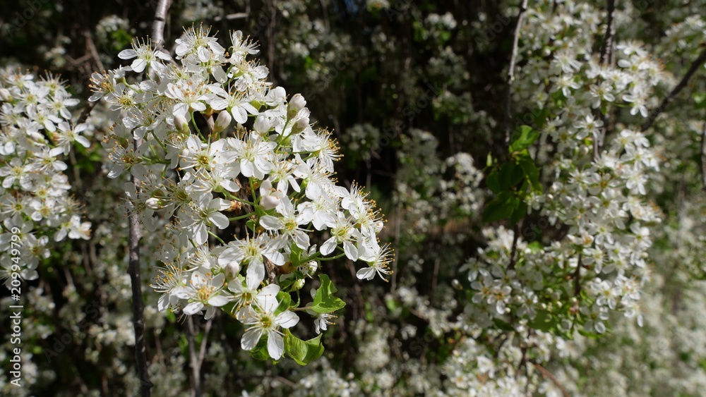 White flowers White flowers