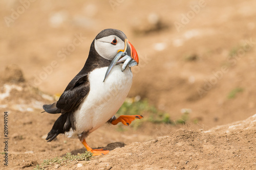 Puffin with sandeels in its mouth