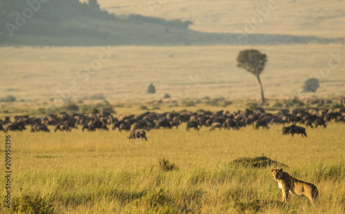 Lioness looking with herd of wildbeest behind