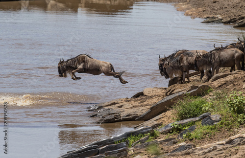 Wildebeest jumping into the water during migration
