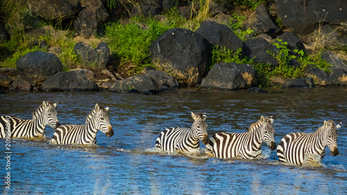 Herd of Zebras crossing the Mara river