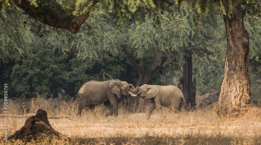 Elephants sparring at Manapools Elephants sparring at Manapools