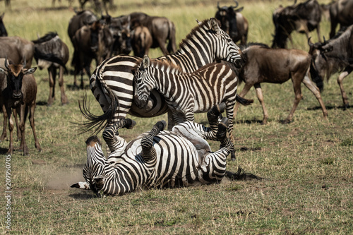Zebra rolling on the grass at Masai Mara