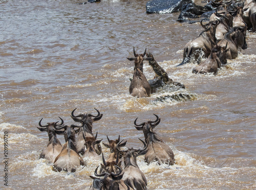Crocodile trying to kill a Wildebeest during Migration at Masai Mara