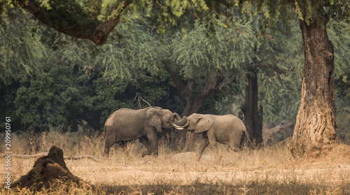 Elephants sparring at Manapools 