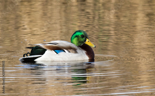 Mallard swimming in water at Martinmere