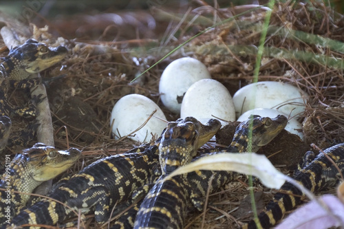 Newborn alligator near the egg laying in the nest. Little baby crocodiles are hatching from eggs. Baby alligator just hatched from egg. Alligator hatchlings emerge.