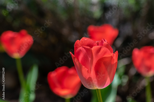 tulips my garden