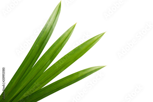 fresh green pandan screwpine leaves isolated on white
