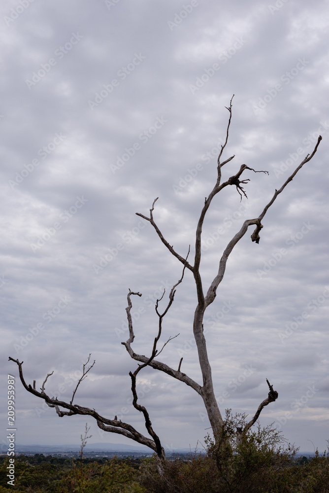 Dead Tree Moody Sky in the Royal Botanic Gardens Victoria Dead Tree Moody Sky in the Royal Botanic Gardens Victoria