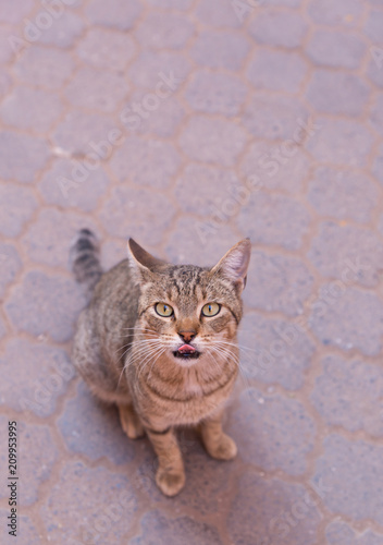nice kittens for Moroccan streets