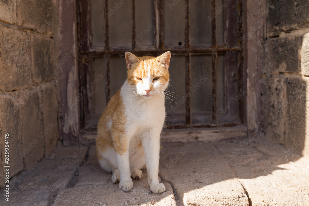 nice kittens for Moroccan streets nice kittens for Moroccan streets