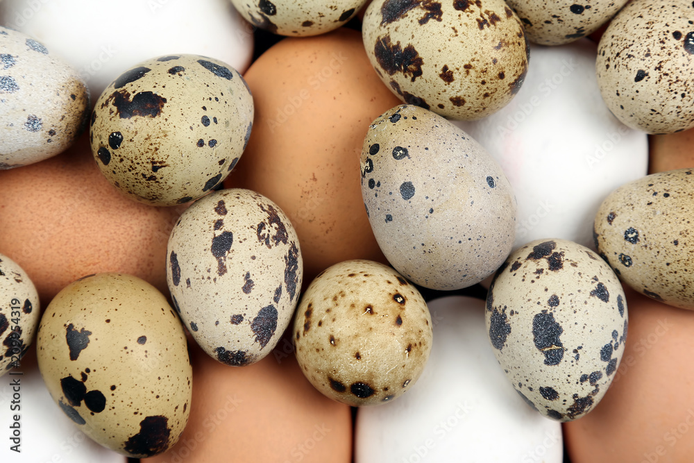different quail and chicken eggs lie together close-up