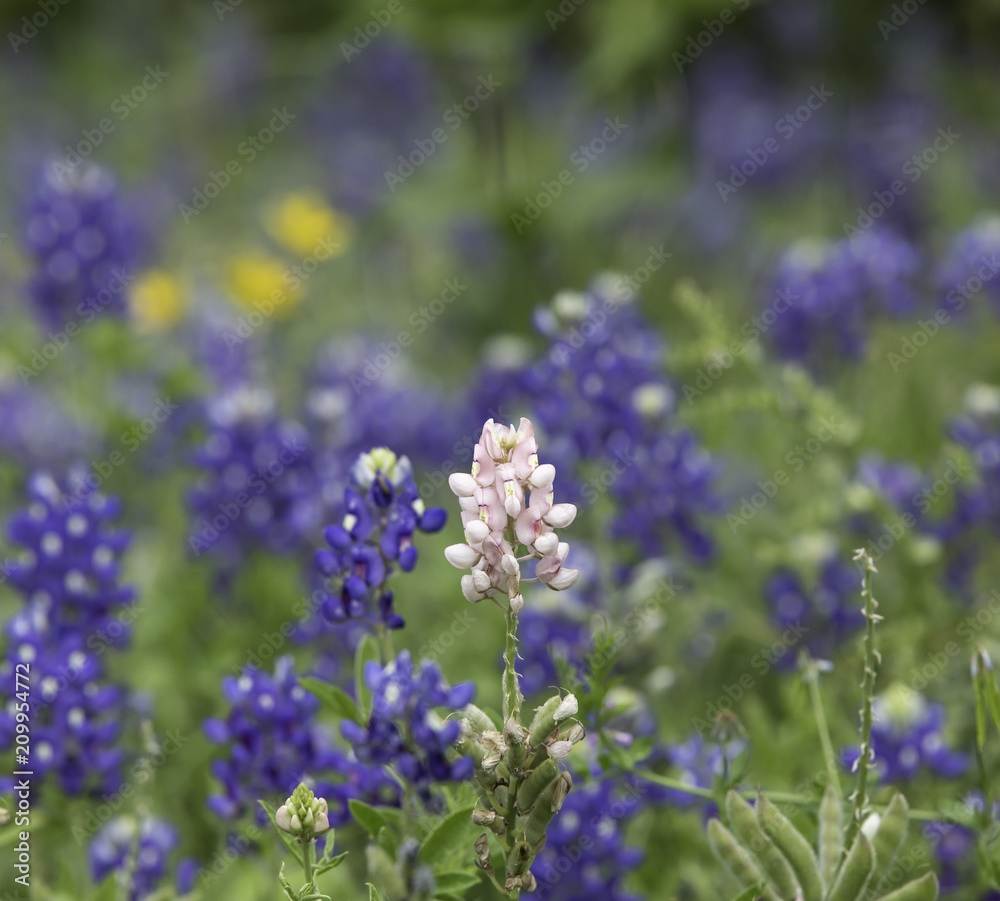 Closeup of a pink Bluebonnet surrounded by blue Bluebonnets Closeup of a pink Bluebonnet surrounded by blue Bluebonnets