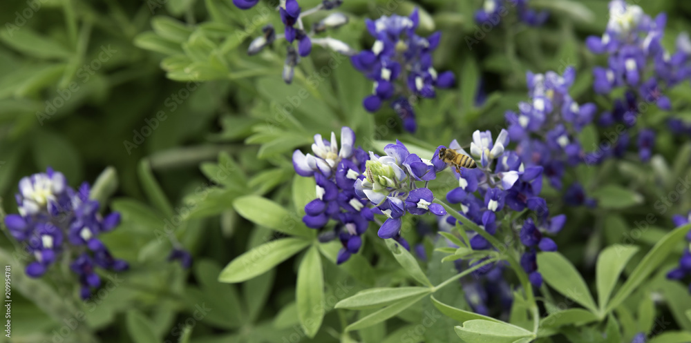 Closeup of a bee flying above a Bluebonnet wildflower