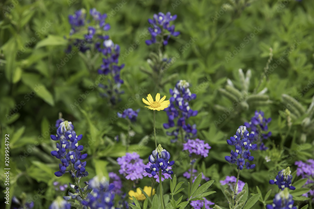 Closeup mixture of yellow, blue and purple Texas wildflowers Closeup mixture of yellow, blue and purple Texas wildflowers