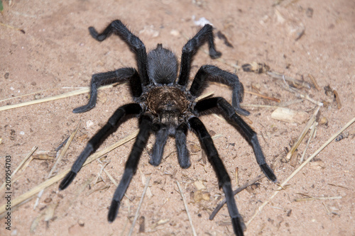 Desert tarantula in Palo Duro Canyon