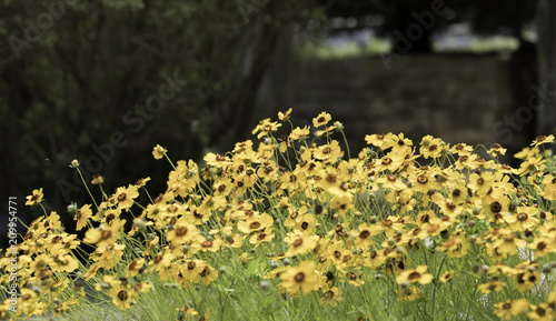 Closeup of a patch of yellow flowers with copy space above