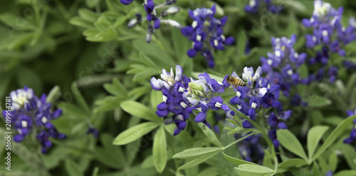 Closeup of a bee flying above a Bluebonnet wildflower