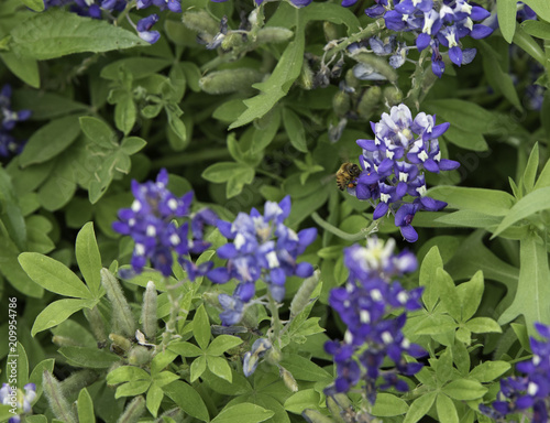 Closeup of bee facing camera on a Bluebonnet wildflower