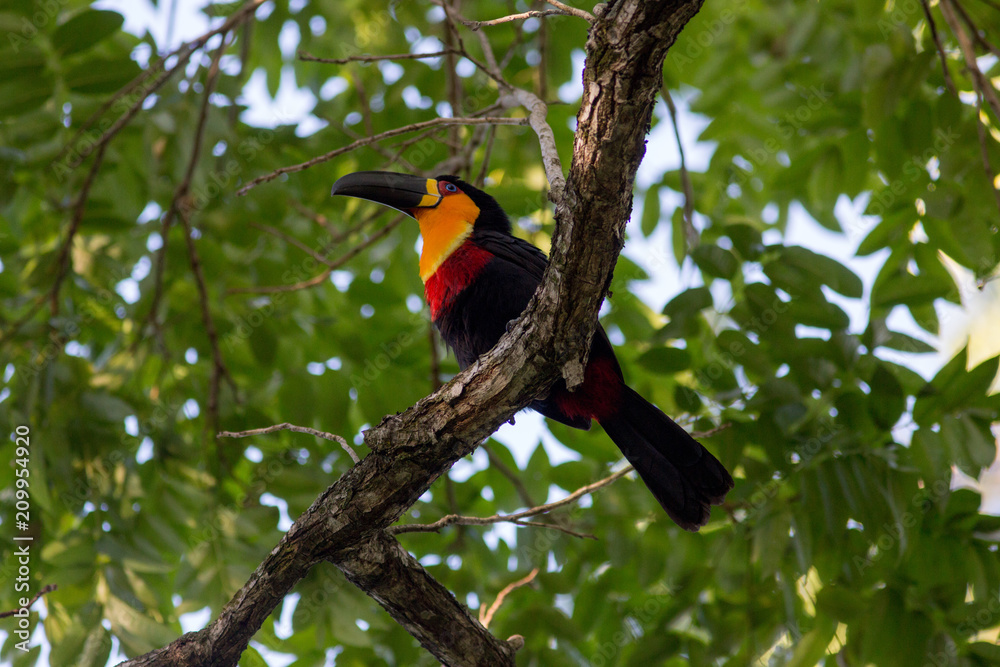Wild Ariel Toucan on a branch with foliage in the background