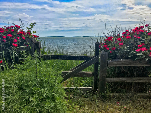 fence with roses near the sea. Rustic wooden fence with red roses