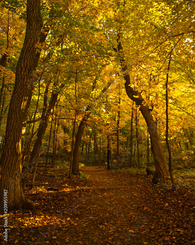 Trail, Fall colors, Forest © jeremy