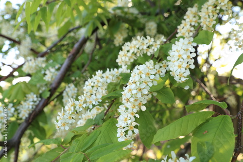 Flowering bird cherry