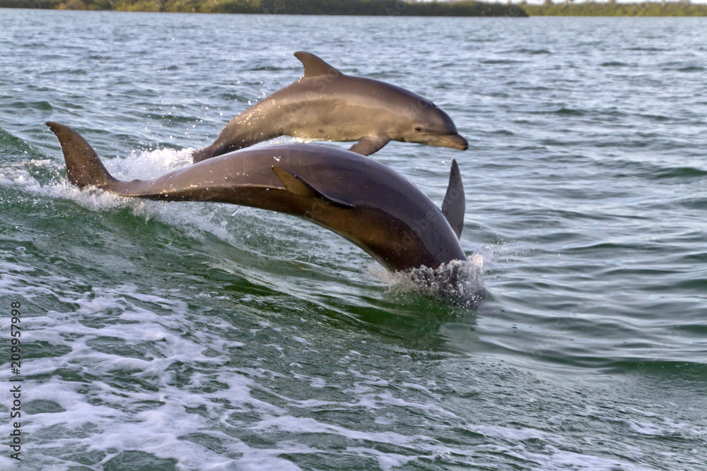 Fototapeta premium Mother Bottlenose Dolphin and Her Young Play Together in Clearwater Bay
