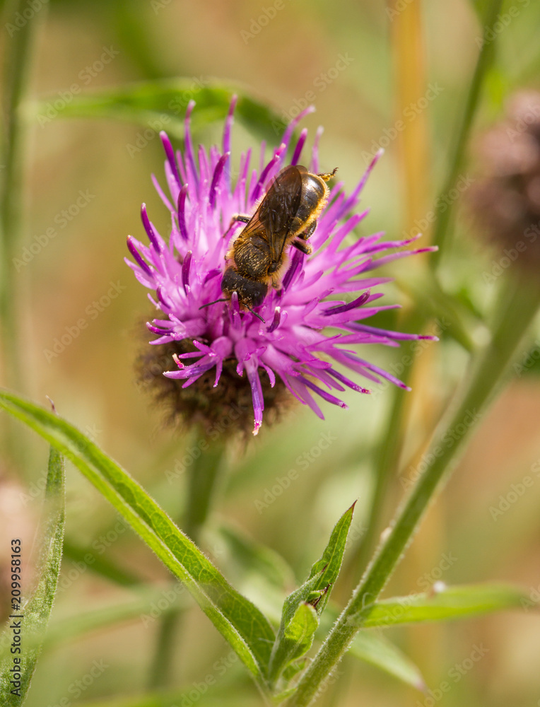 Orange-Vented Mason Bee - Osmia leaiana - female Orange-Vented Mason Bee - Osmia leaiana - female