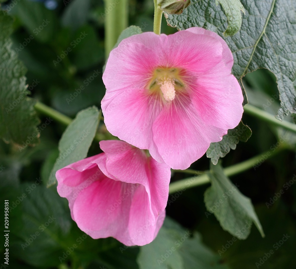 Fototapeta premium Tachiaoi