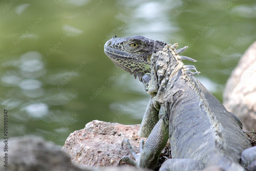 Obraz premium iguana sitting on ground with river background