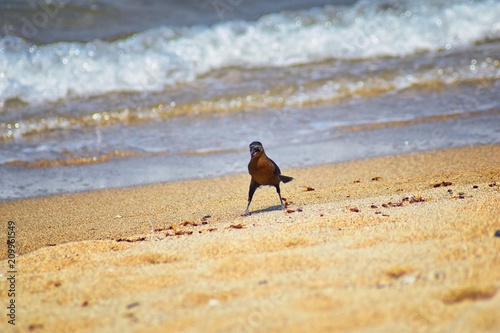 Great-tailed Grackle birds eating Winged Male Drone Leafcutter ants, dying on beach after mating flight with queen in Puerto Vallarta Mexico. Scientific name Atta mexicana, subfamily Myrmicinae of the photo