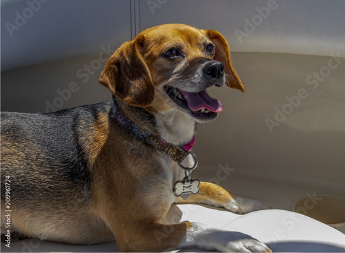 Boat Dog - Floppy eared dog with tongue out and smile on face looks up from the seat of a boat © Susan Vineyard 