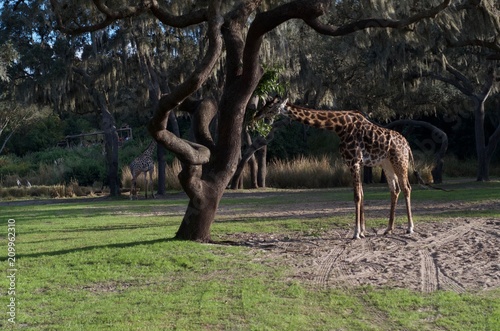 Canvas Print Giraffe Eating