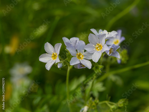 Jacob's Ladder