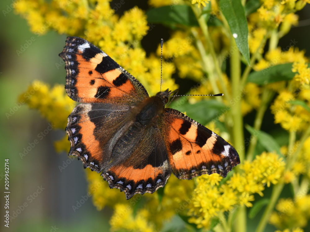 Naklejka premium The Small Tortoiseshell butterfly Aglais urticae on a flower