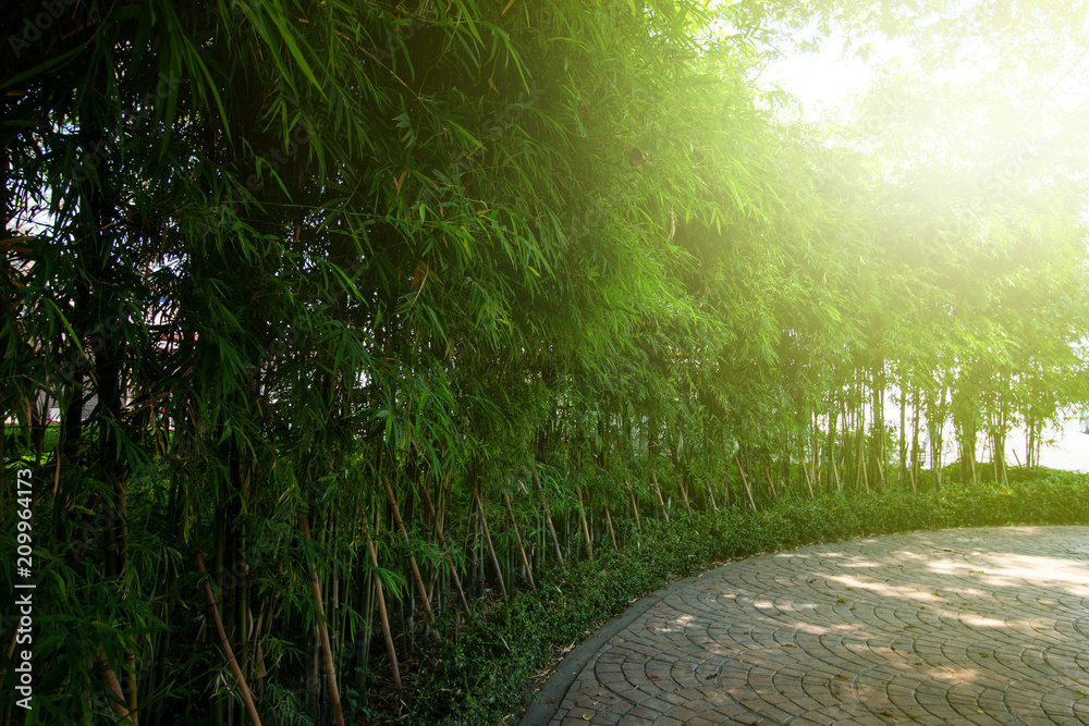 bamboo garden with warm sun lights . nature landscape scene . green  environment zen style . copy space wallpaper . Stock Photo | Adobe Stock