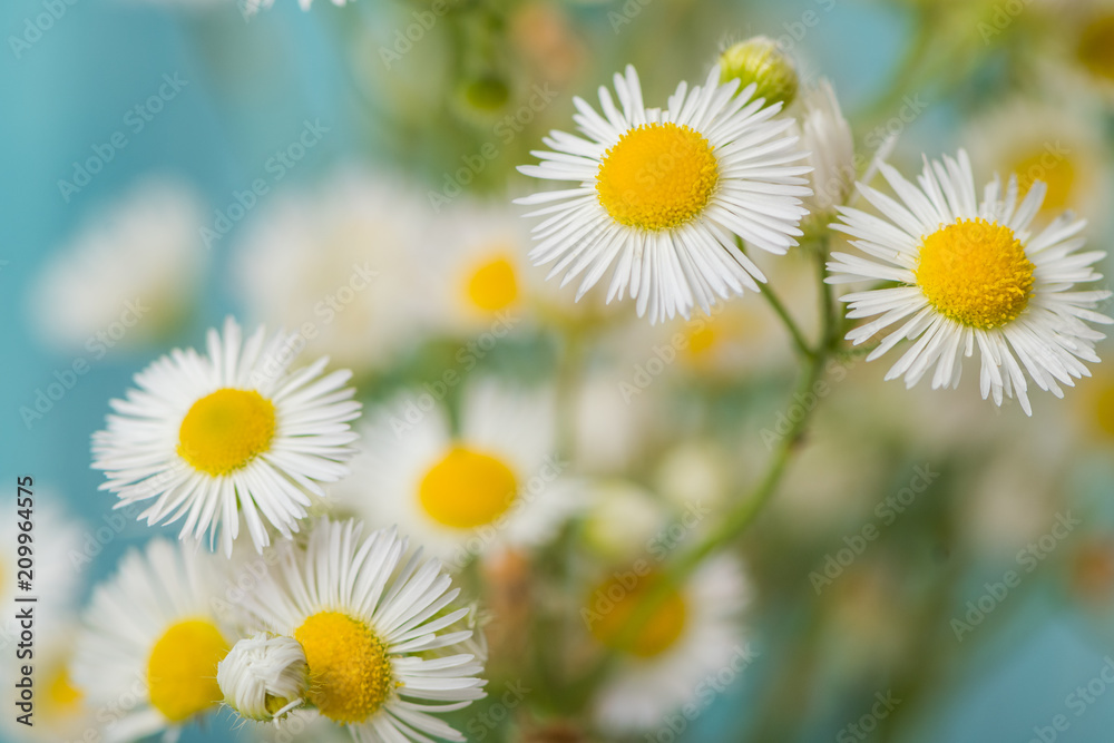 Background of small daisy like flowers