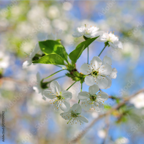 Cherry flowers on spring background
