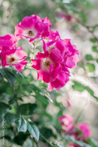 Pink fresh roses in the garden