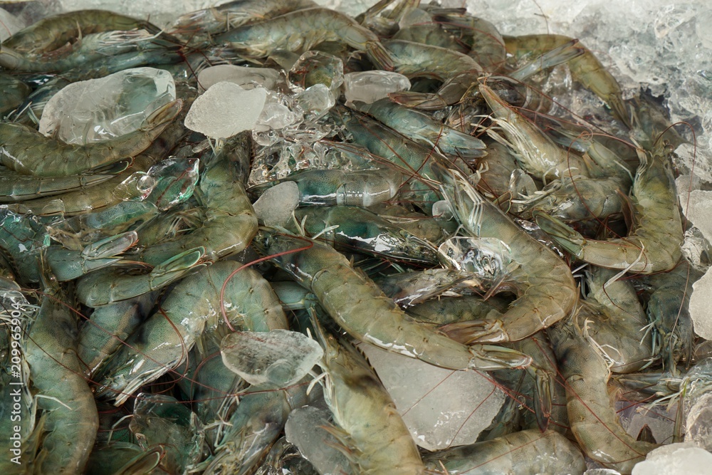 fresh prawns for sale in the fish market at Thailand. seafood on ice. fresh shrimp seafood product. prawns abstract background.