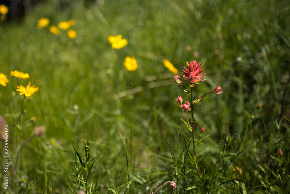 Indian Paintbrush and Mountain Arnica Wildflowers Indian Paintbrush and Mountain Arnica Wildflowers