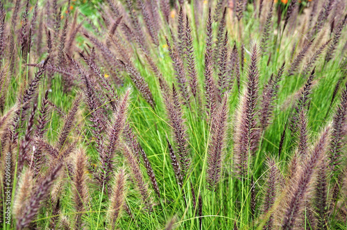 purple flowers of chinese fountaingrass