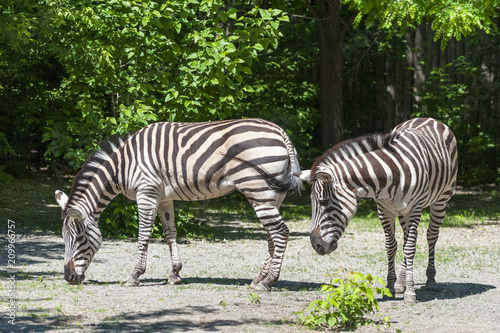 Portrait of a zebra