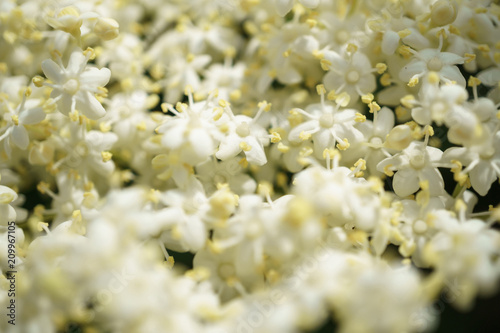 Black Elderberries flowers