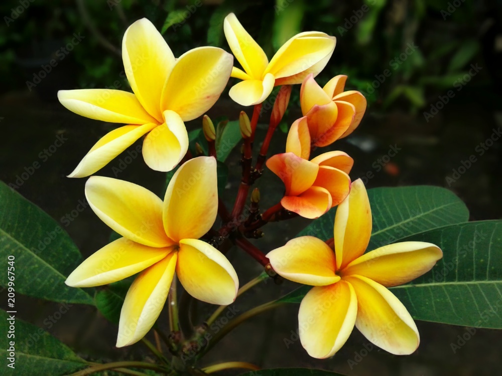 Obraz premium Yellow Frangipani Flower In Bali
