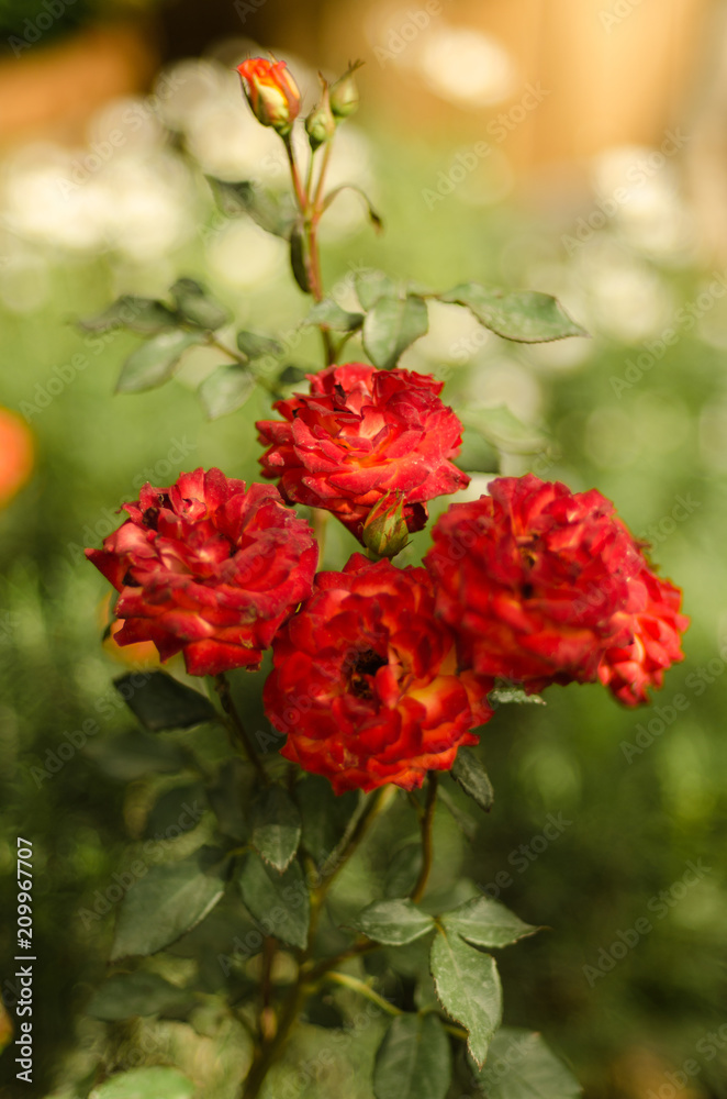 Red Roses in garden