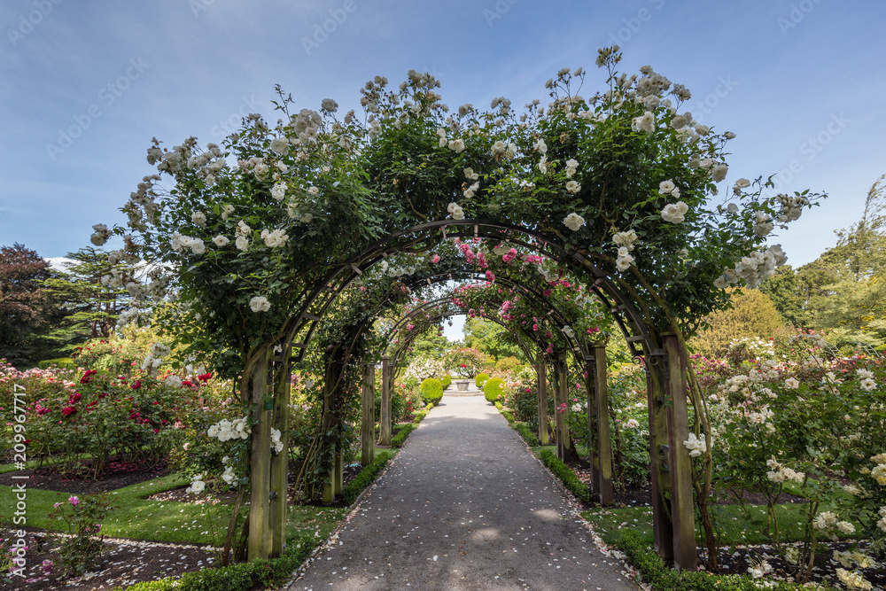 Obraz premium Rose arch in the Christchurch botanical gardens